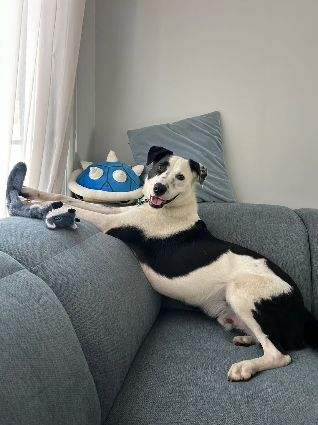 Lost Dog in Melbourne