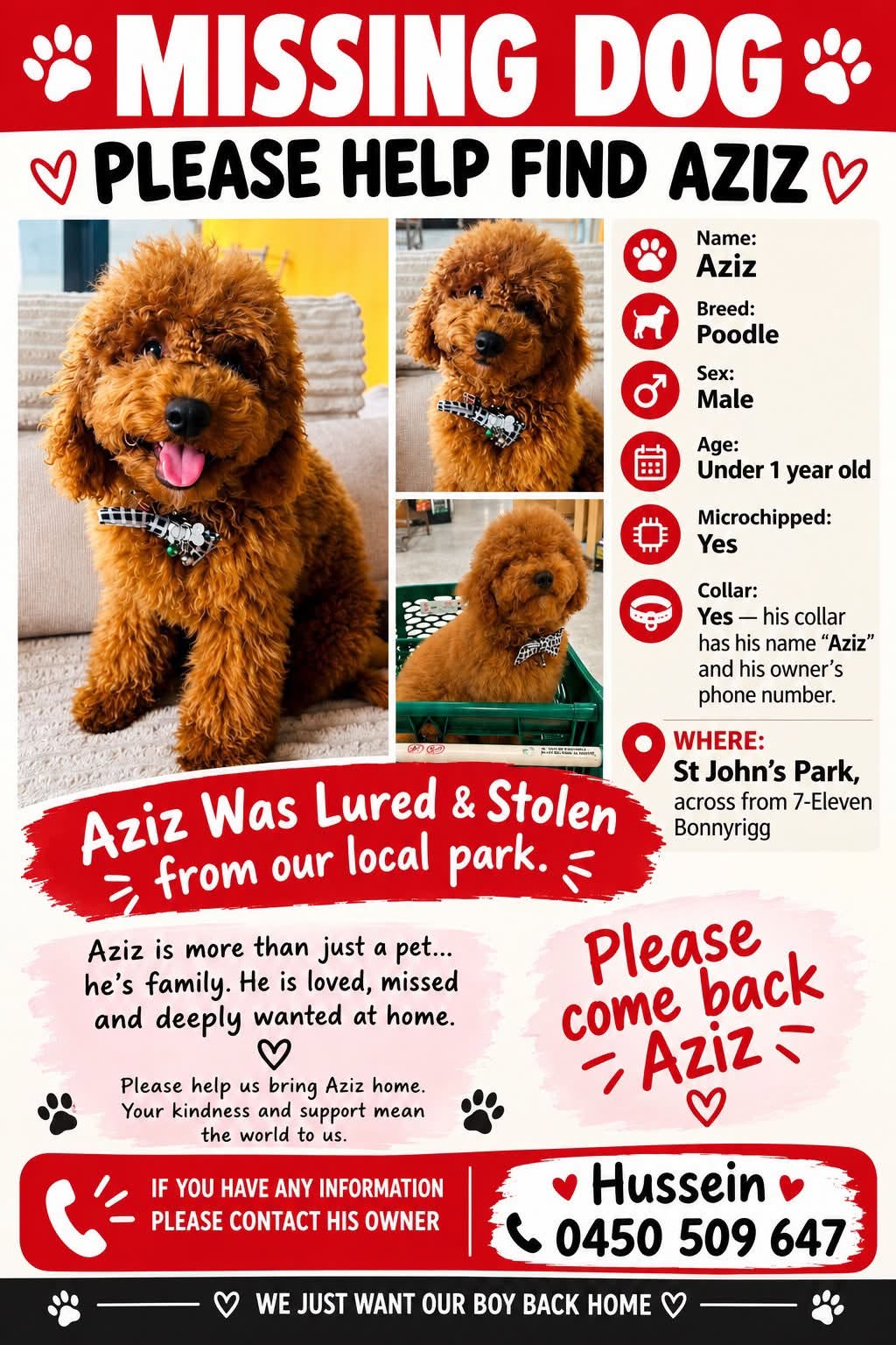 Lost Dog in Sydney