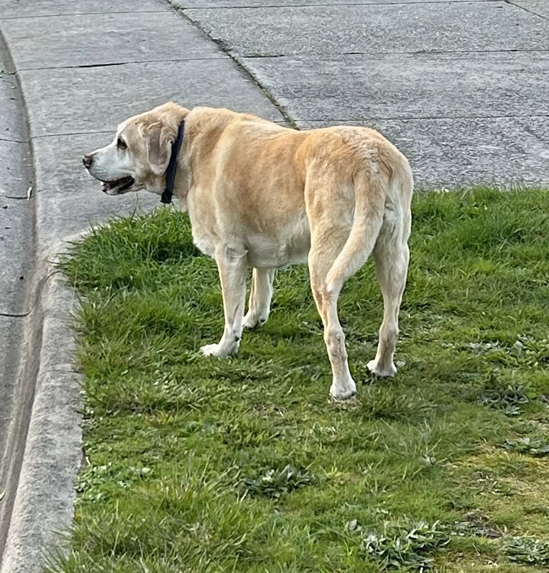 Found dog