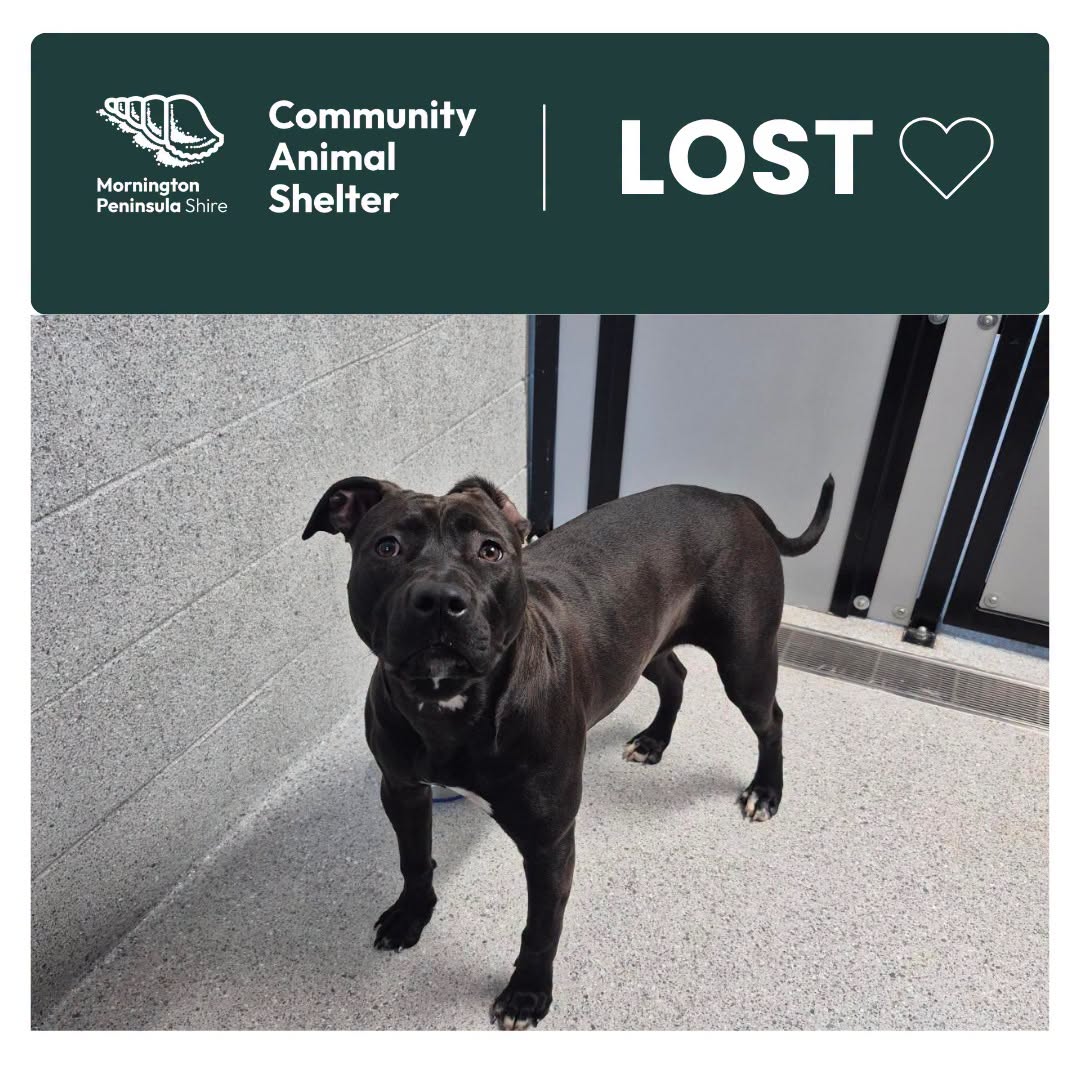 Found dog