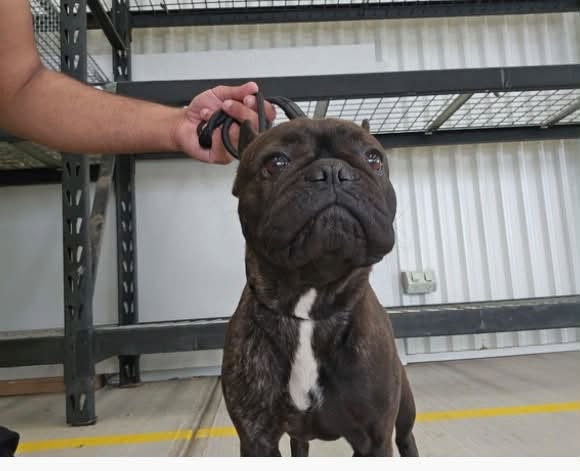 Found dog