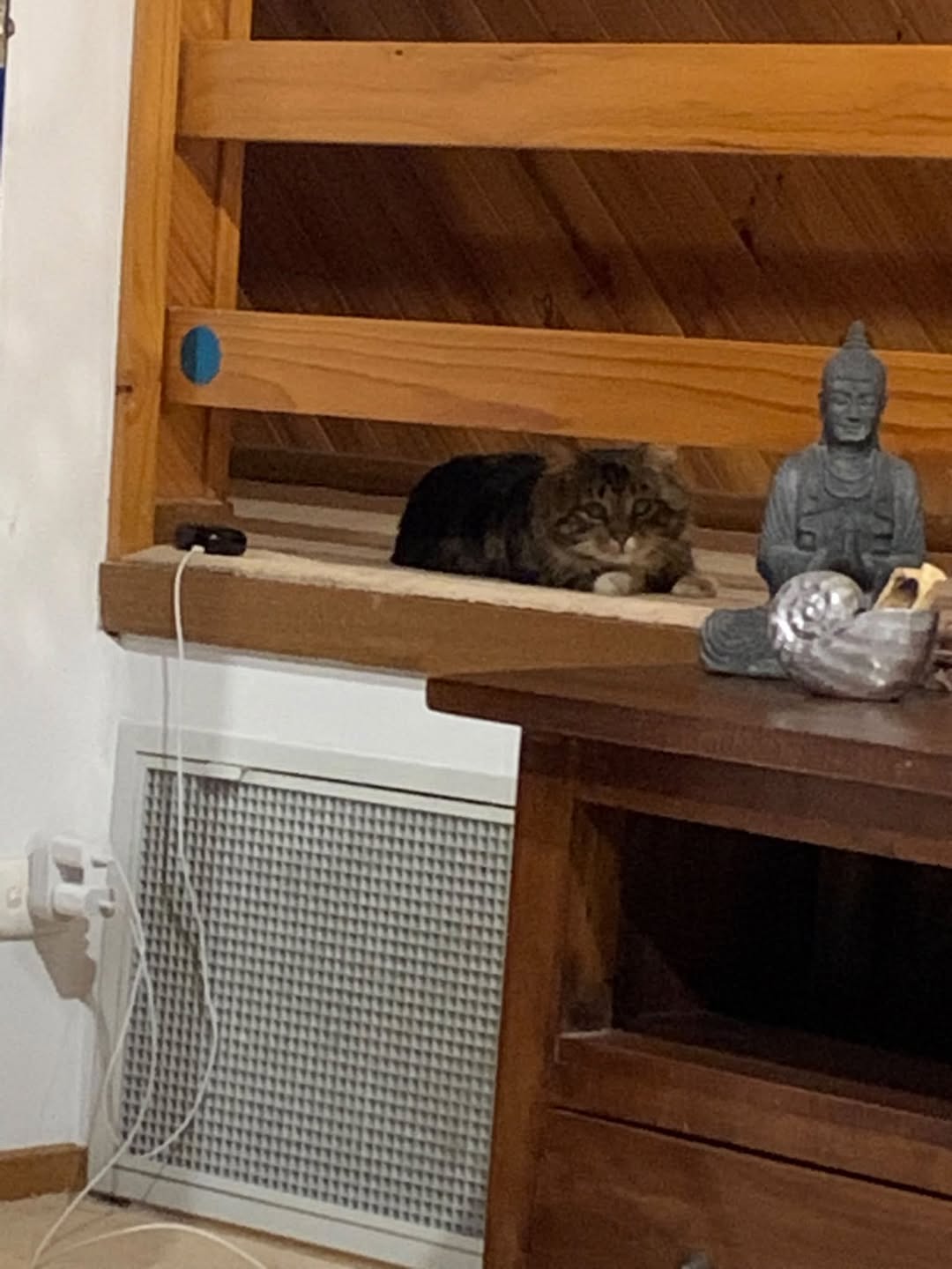 Found cat