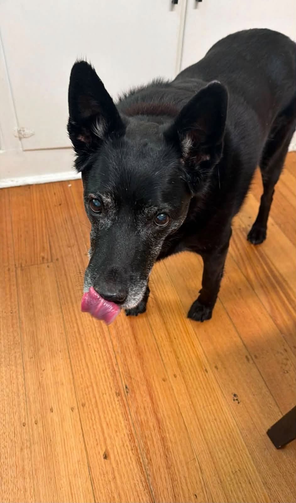 Lost Dog in Melbourne