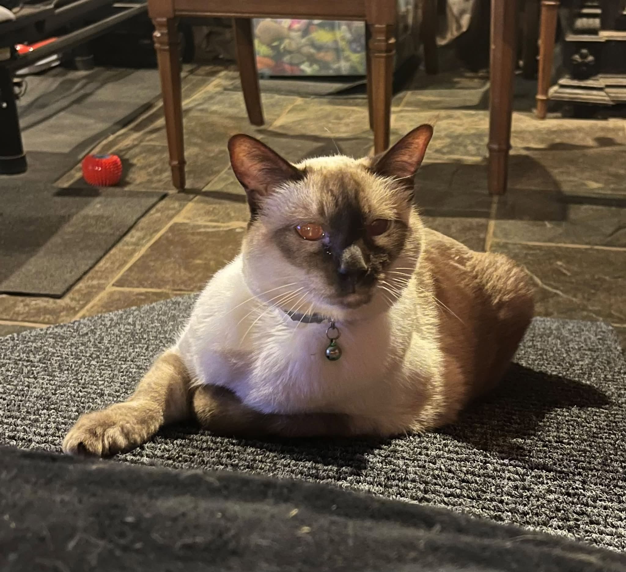 Lost Cat in Melbourne