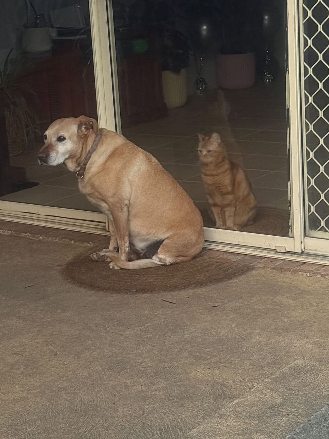 Lost Dog in Berwick