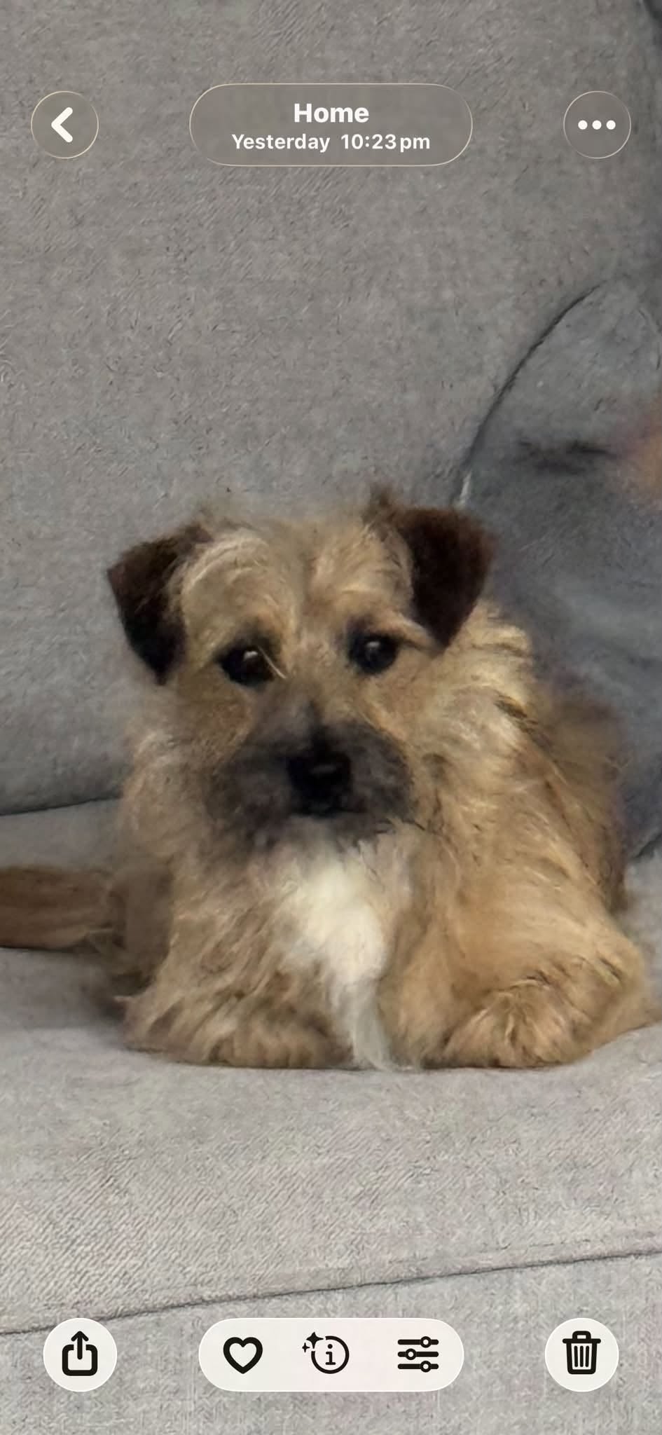 Lost Dog in Melbourne