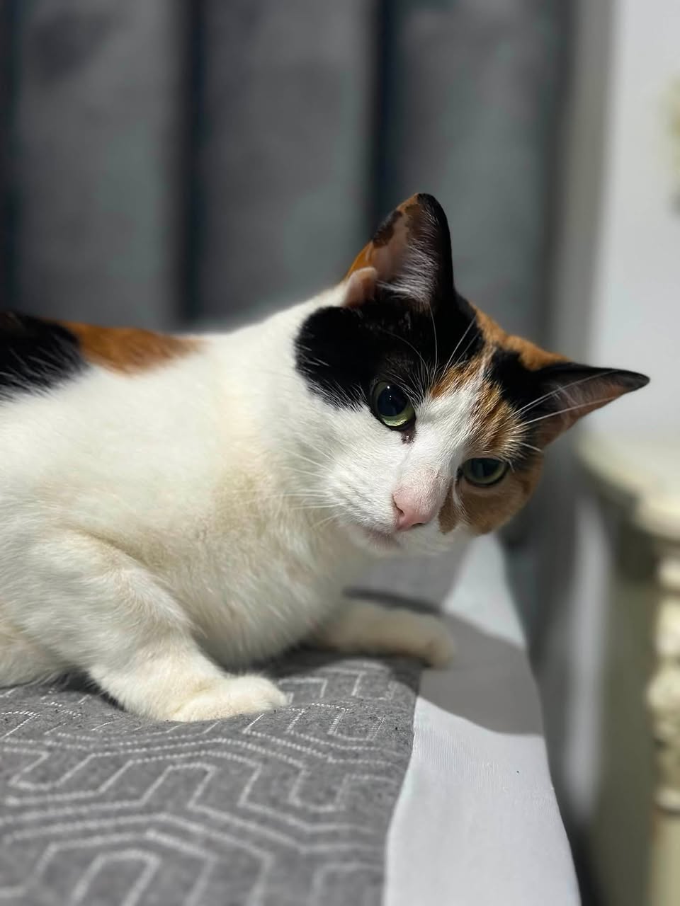 Lost Cat in Endeavour Hills