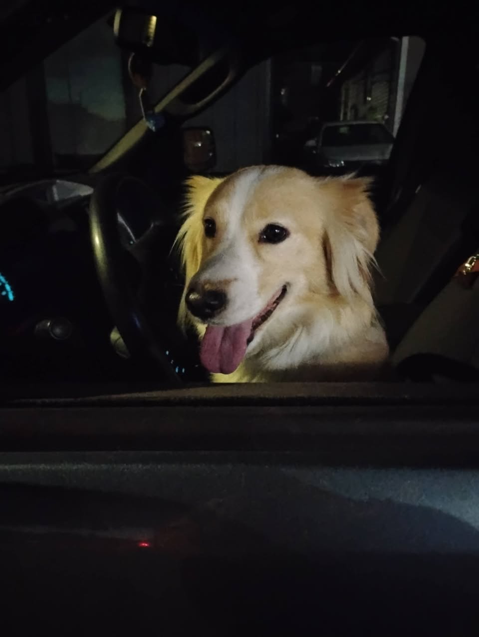 Found dog