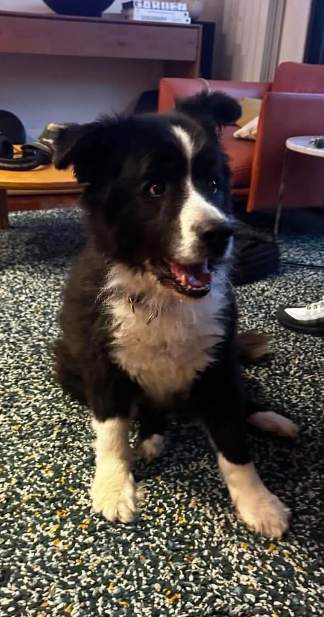 Lost Dog in Melbourne