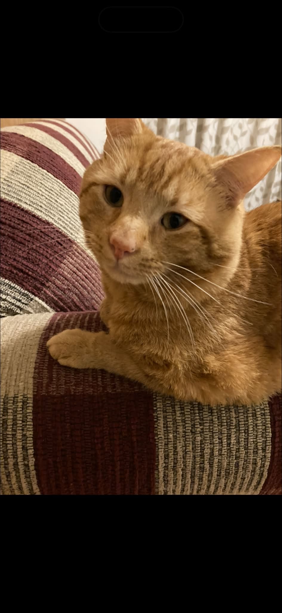 Lost Cat in Melbourne