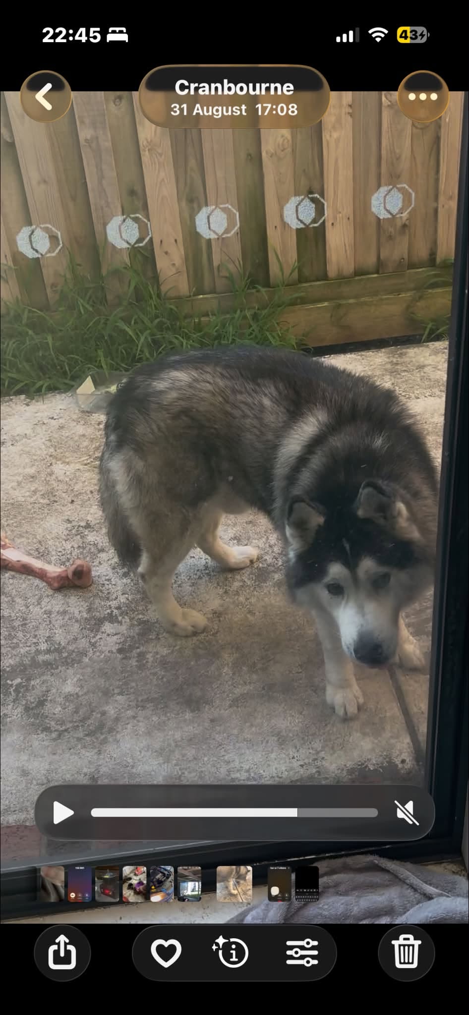 Lost Dog in Melbourne