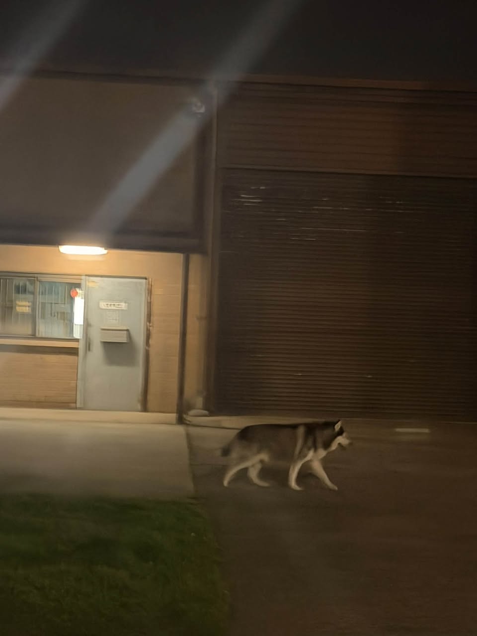 Found dog