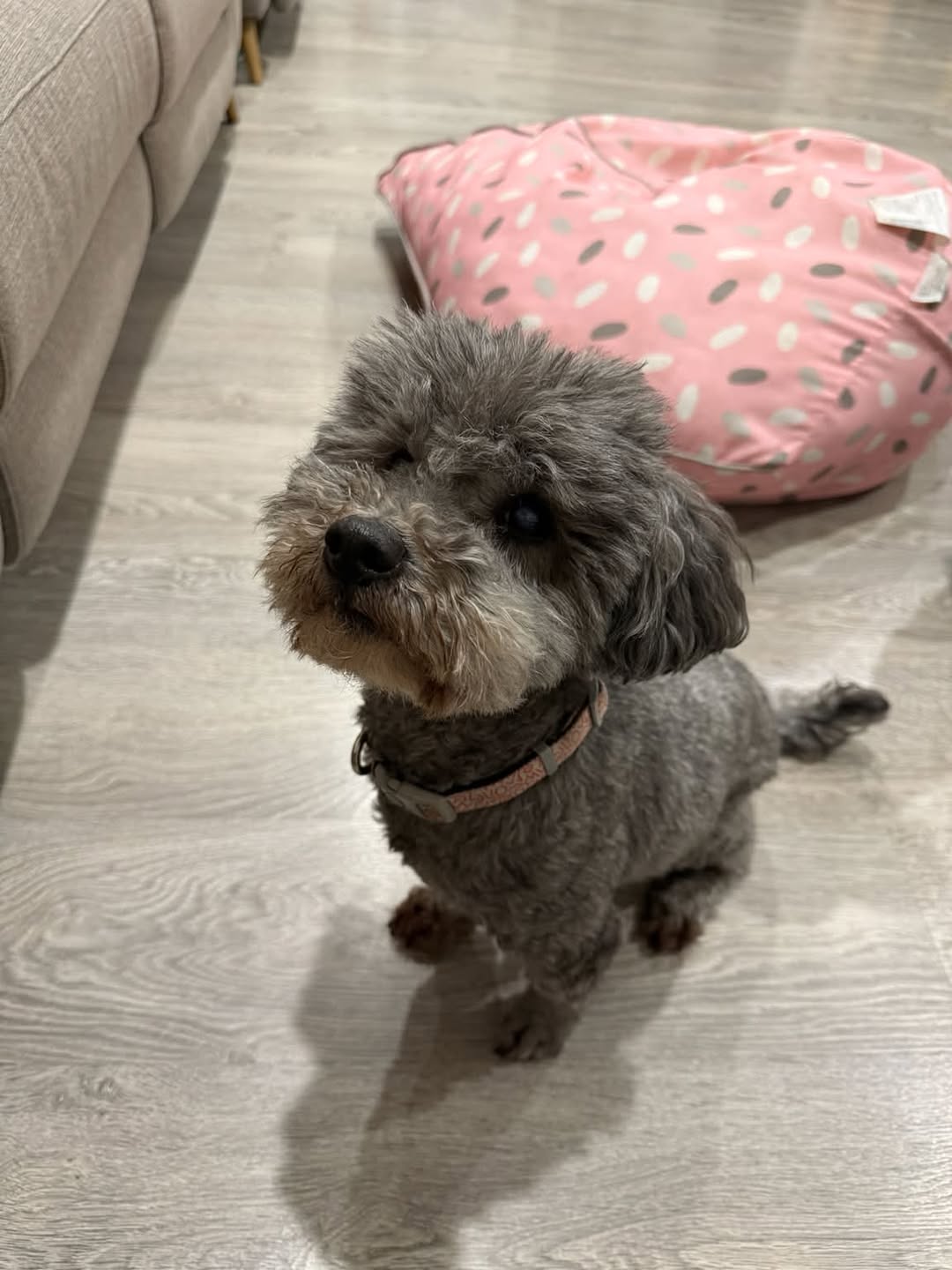 Lost Dog in Melbourne