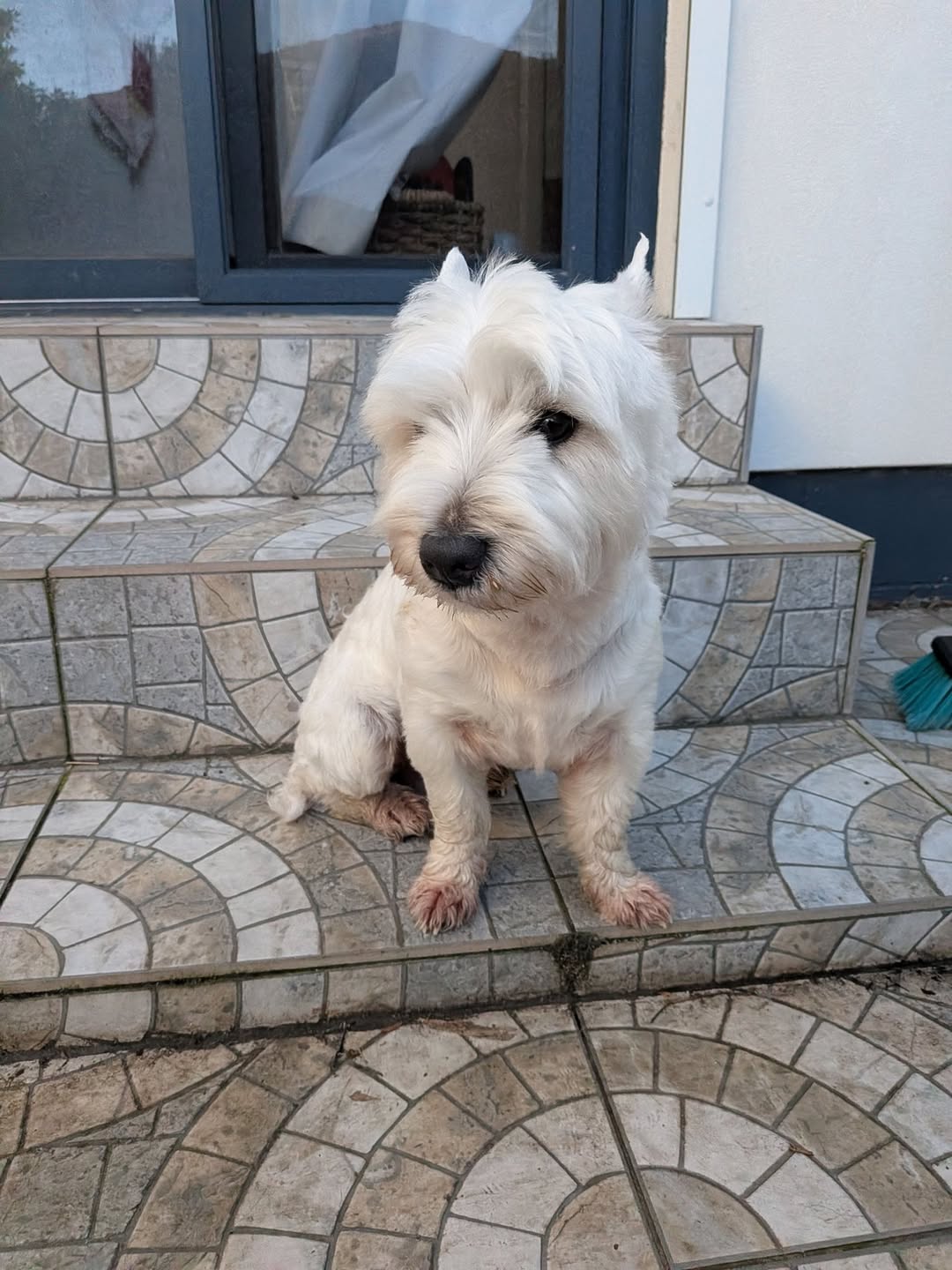 Found dog