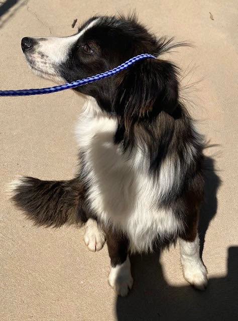 Found dog