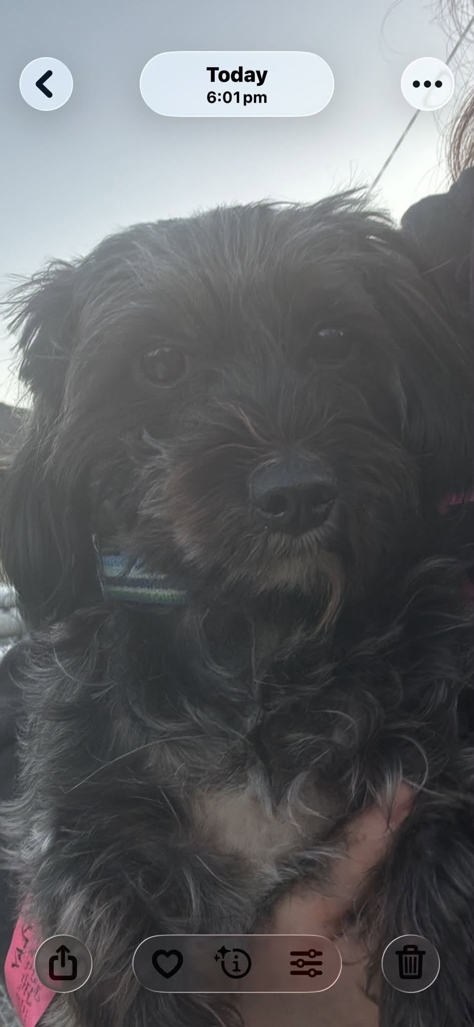 Found dog