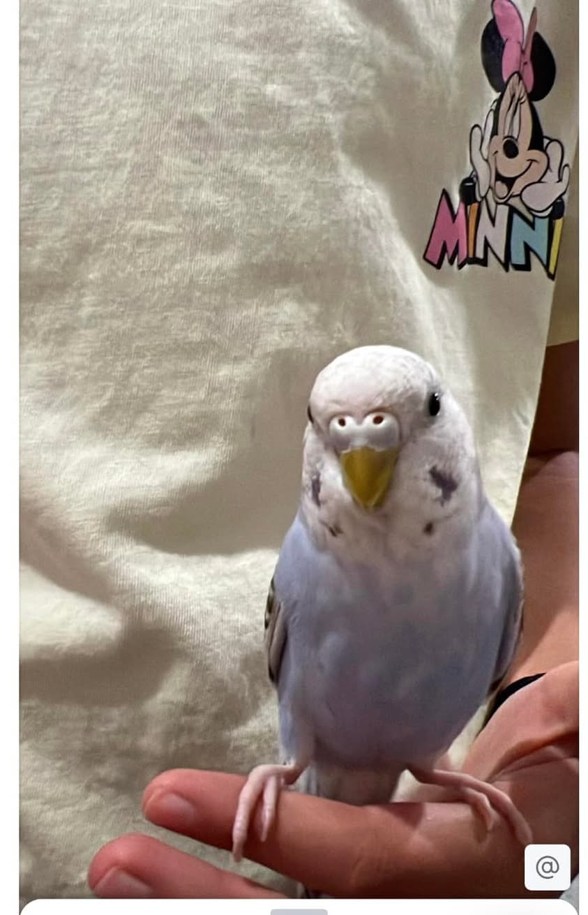Lost budgie