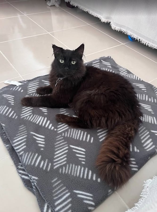 Lost Cat in Melbourne