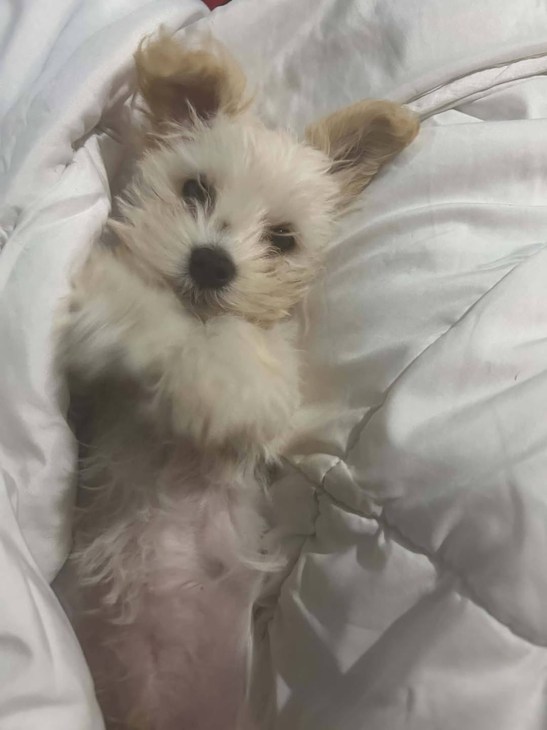 Lost dog