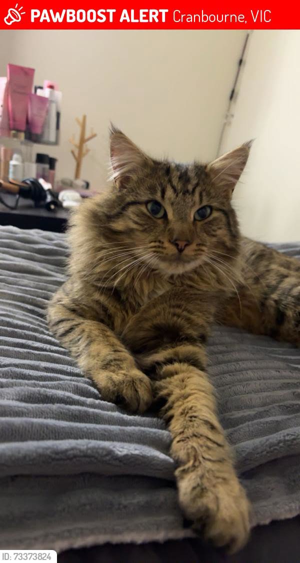 Lost Cat in Victoria