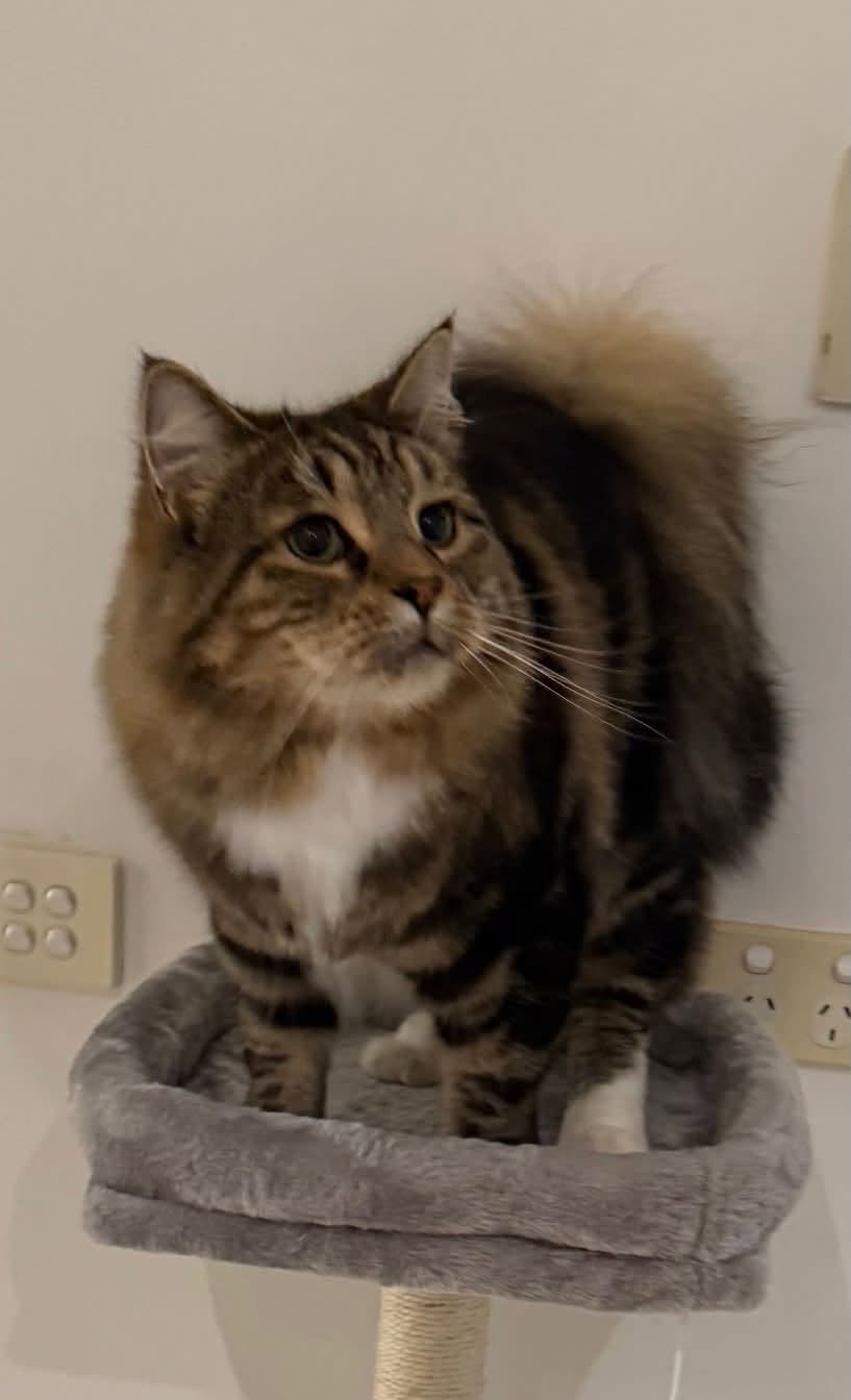 Lost Cat in Melbourne