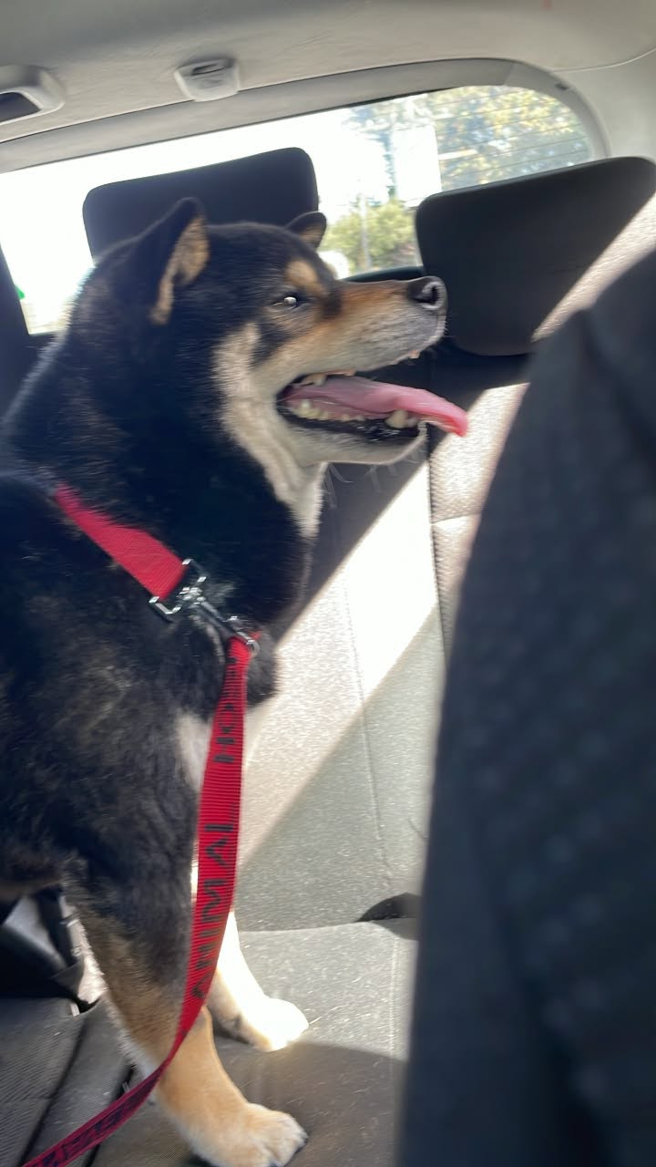 Found dog