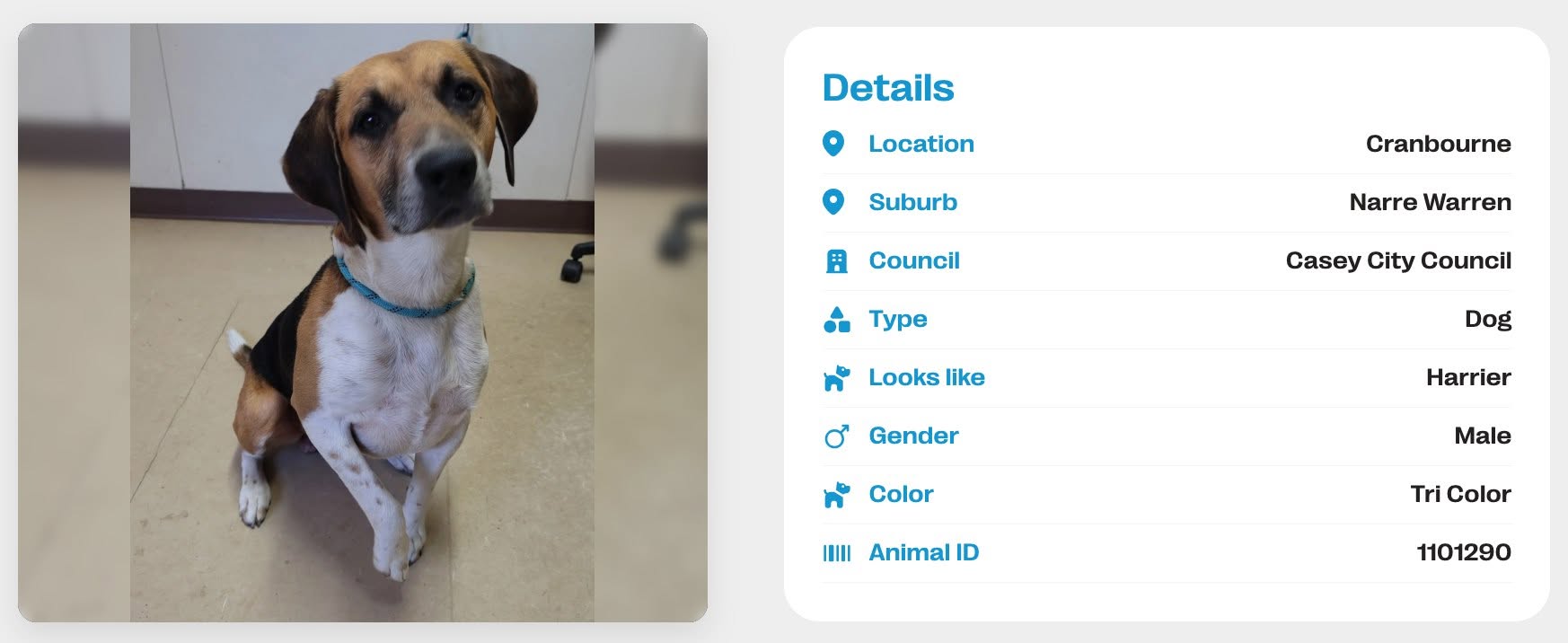 Found dog