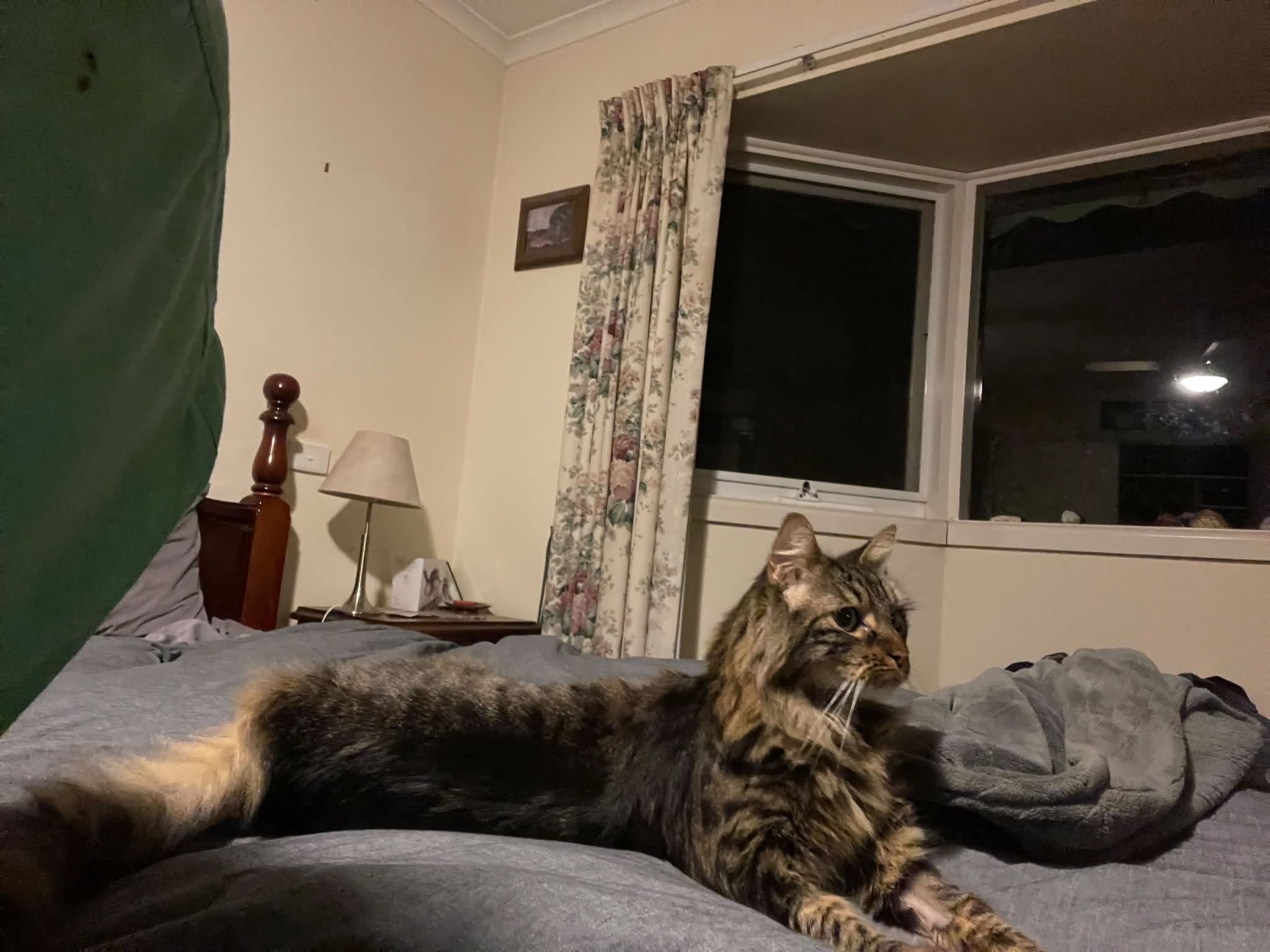 Lost Cat in Melbourne