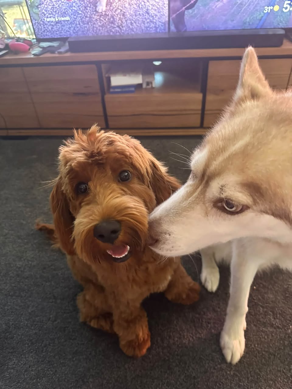 Lost Dog in Melbourne