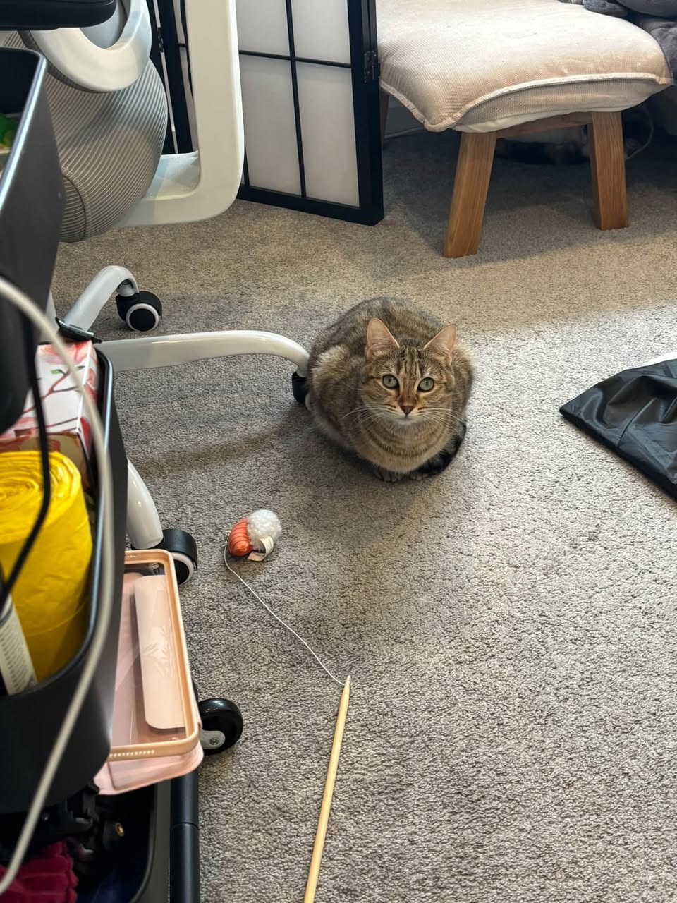Lost Cat in Noble Park