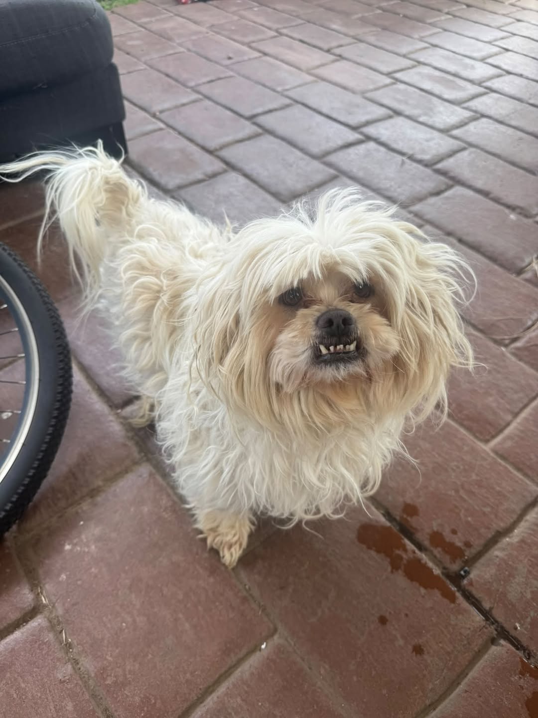 Found dog