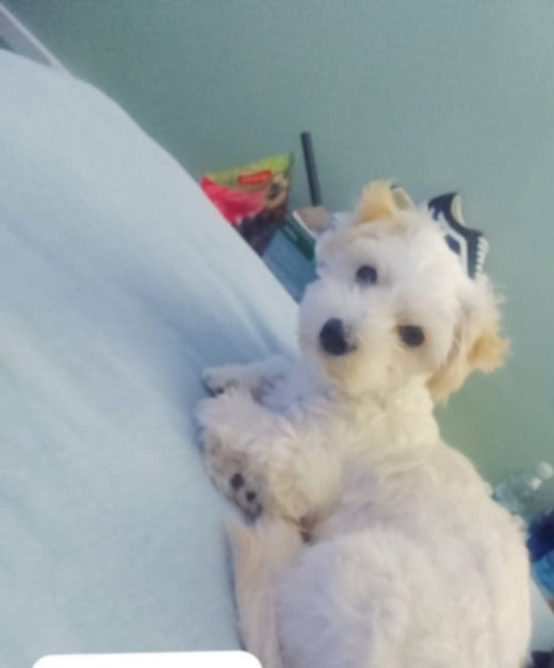Lost Dog in Melbourne