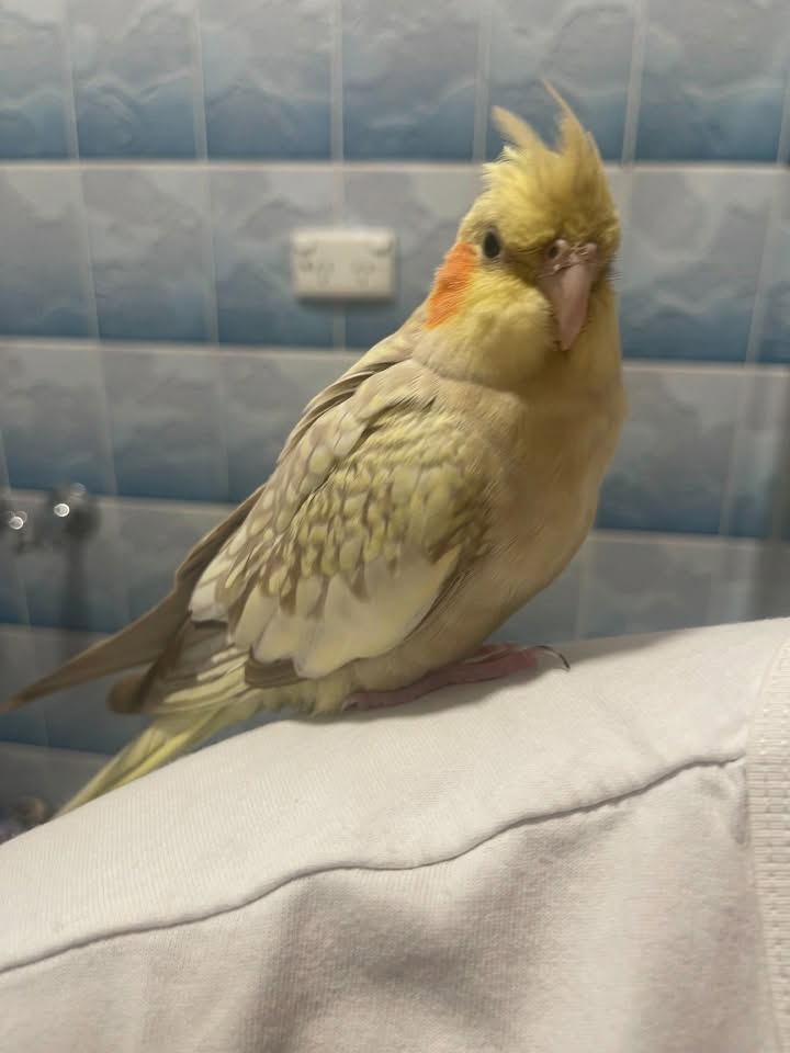 Found bird