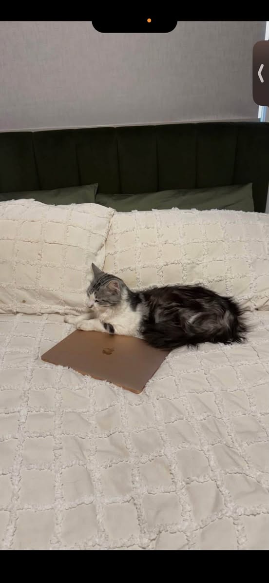 Lost cat