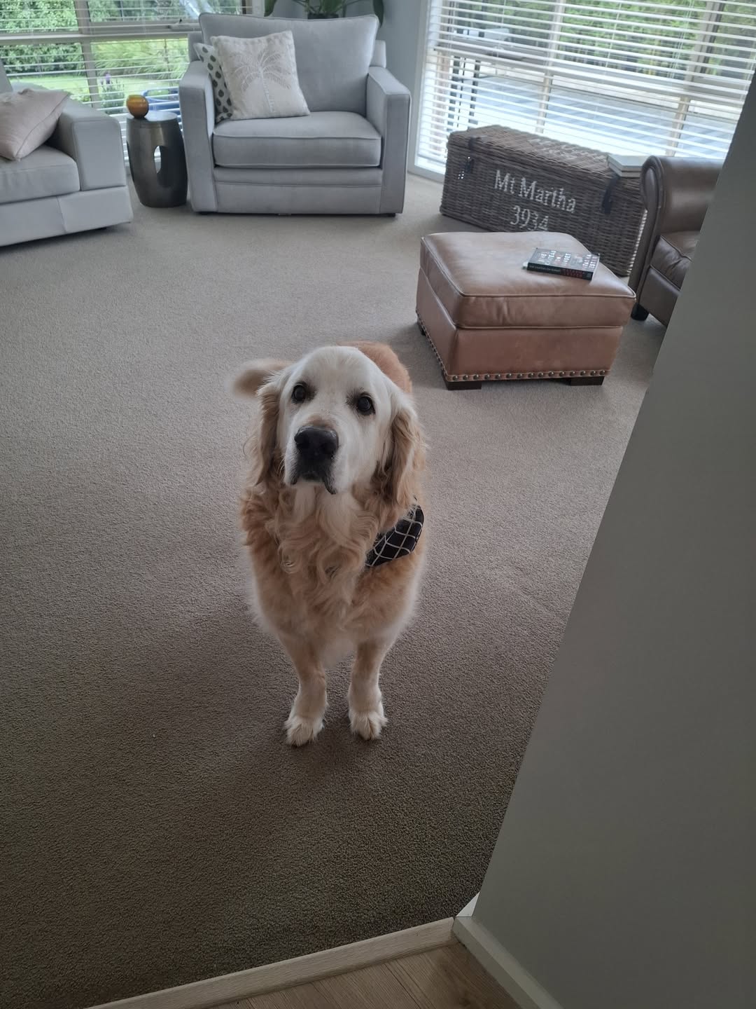 Found dog