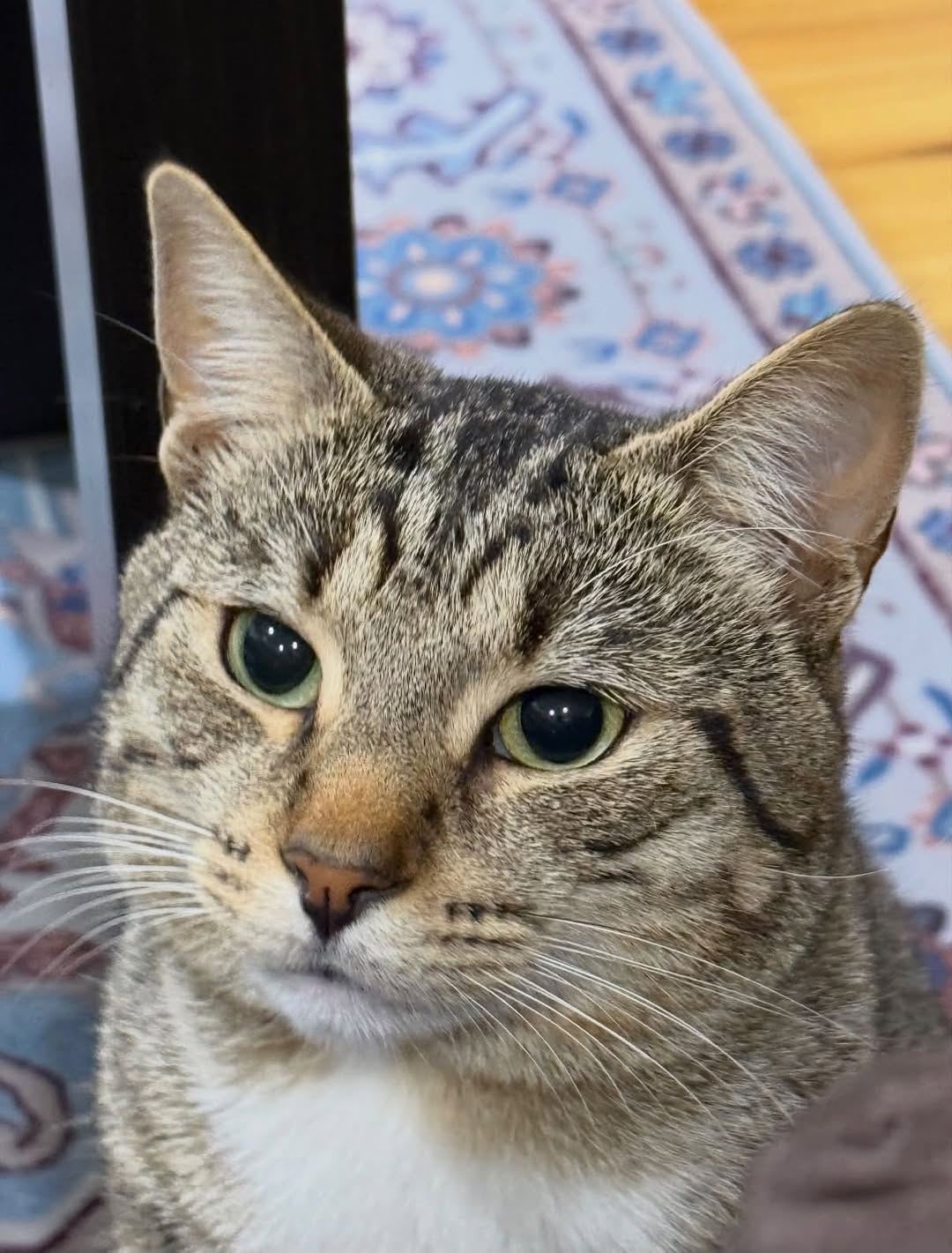 Lost Cat in Melbourne