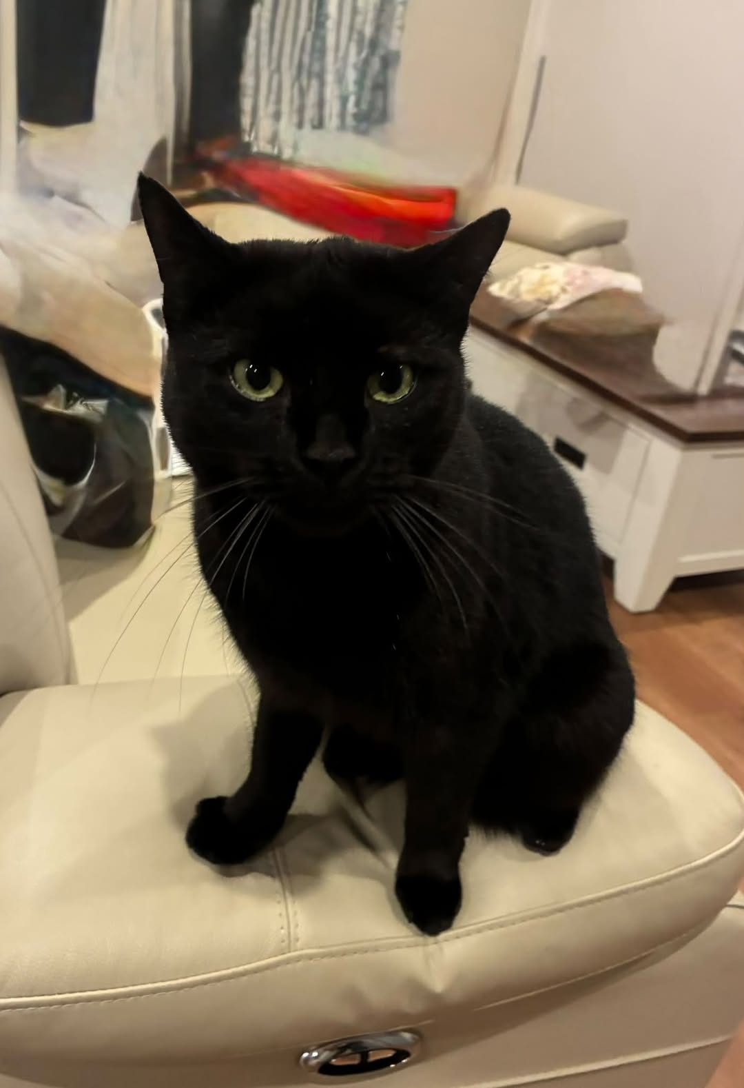 Lost Cat in Melbourne
