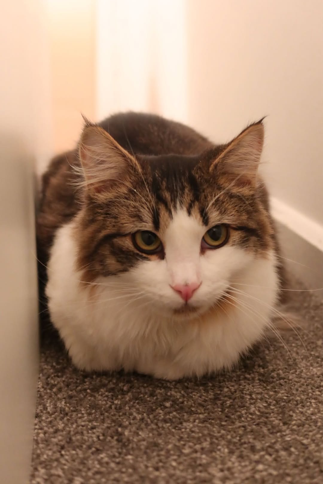 Lost Cat in Victoria