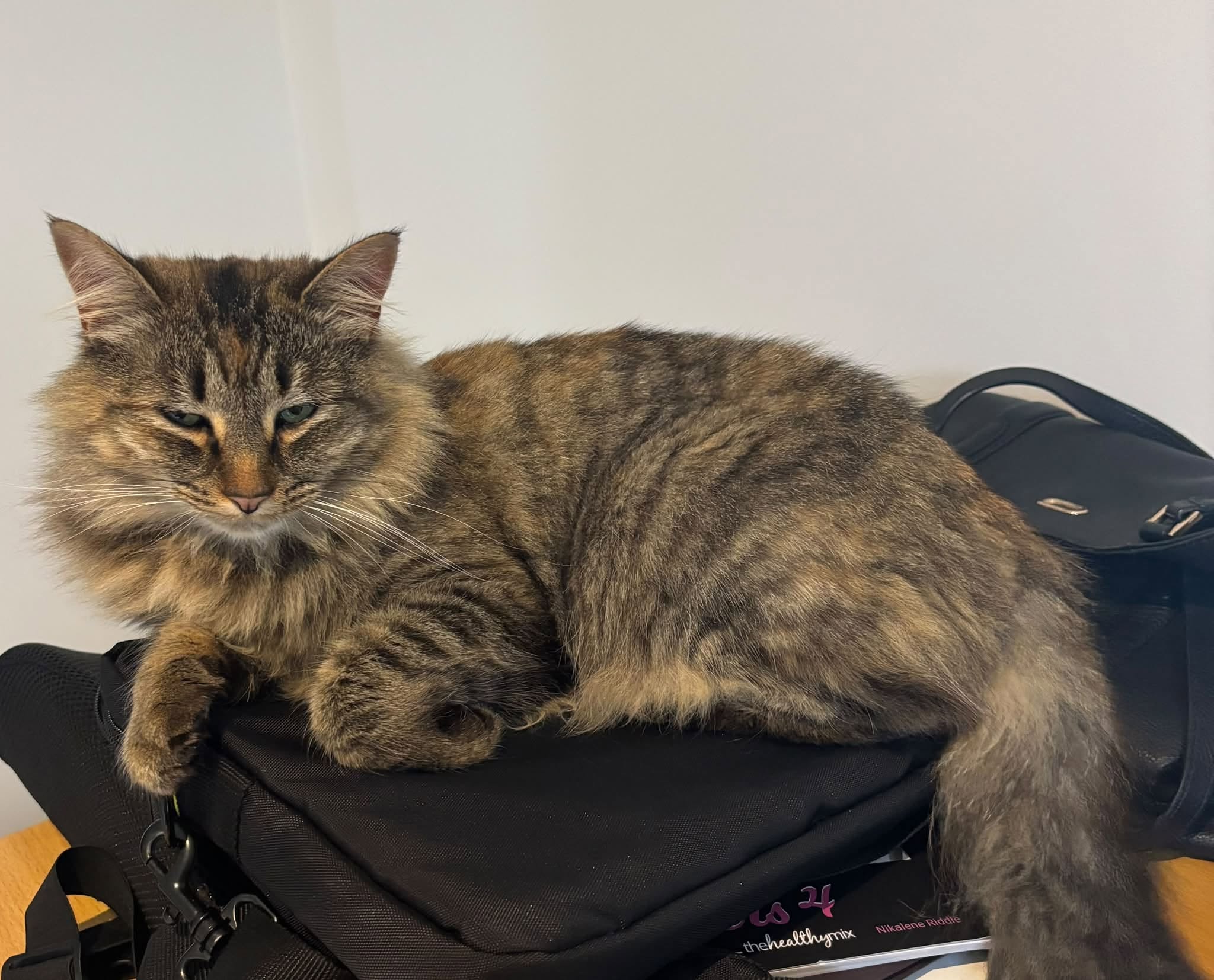Lost Cat in Melbourne