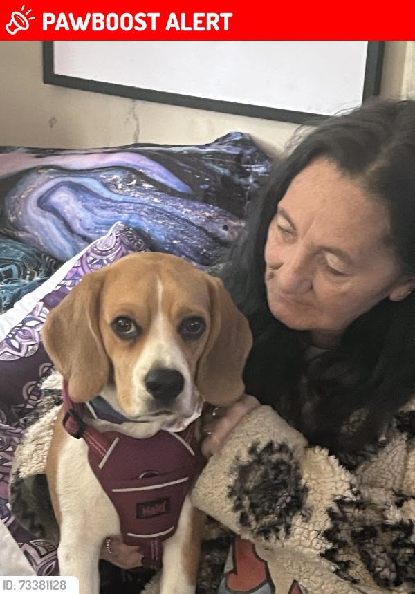 Lost Dog in Mount Waverley