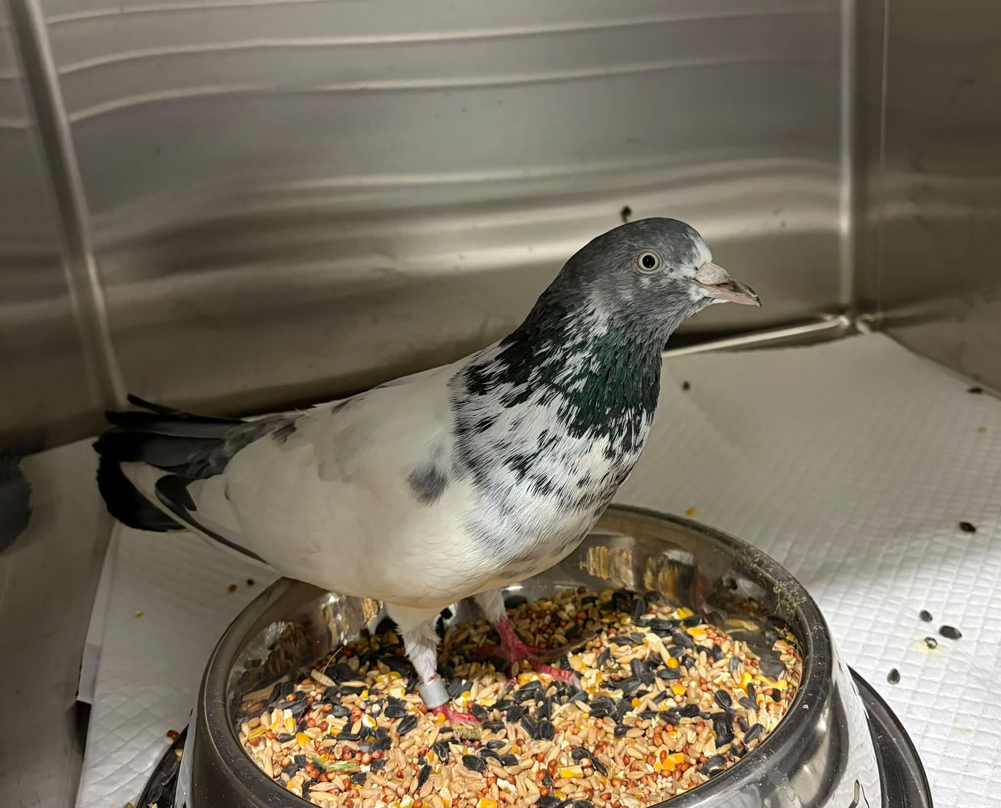 Found bird
