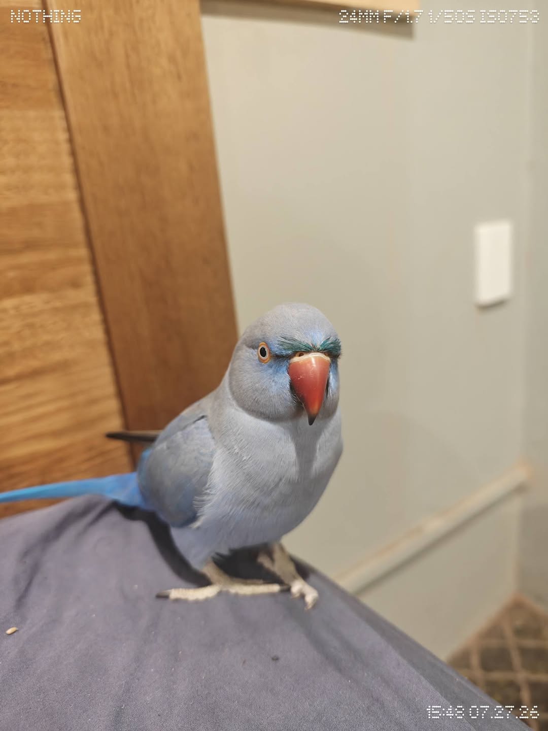 Lost bird