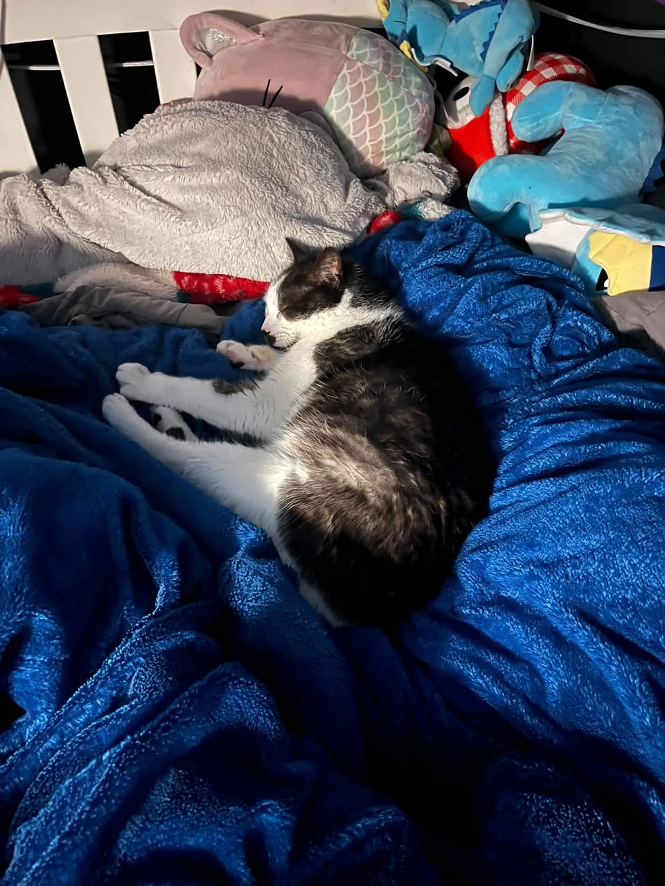 Lost Cat in Melbourne