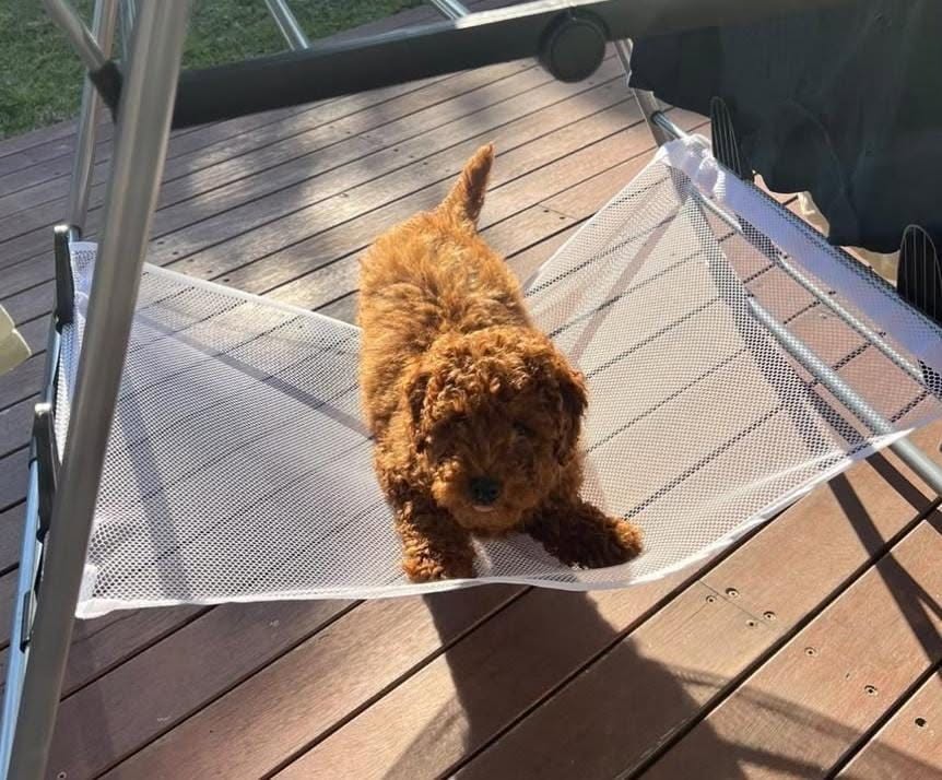 Lost Dog in Australia