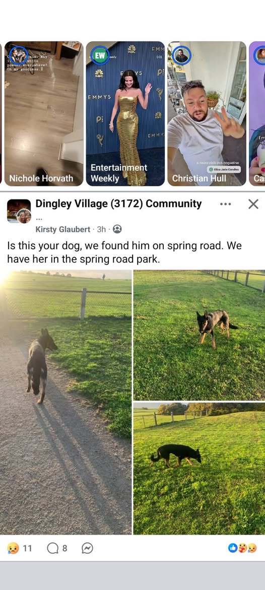 Found dog