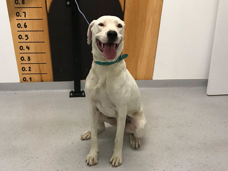 Found dog
