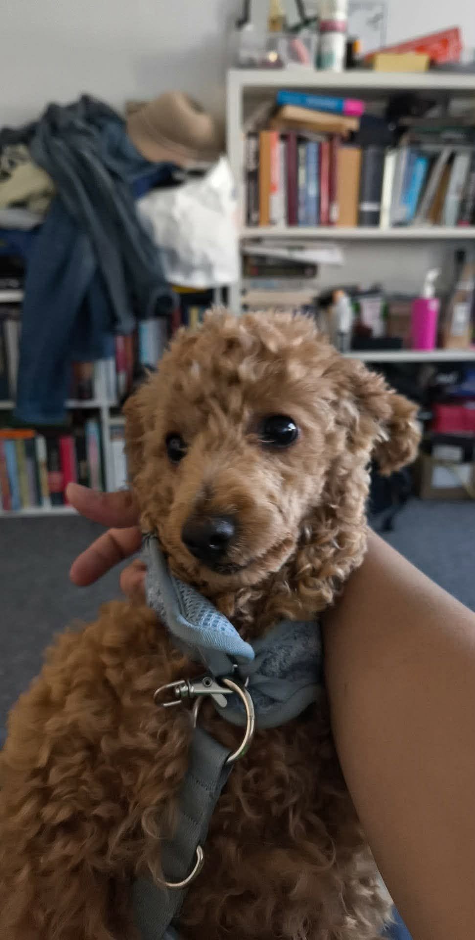 Lost dog