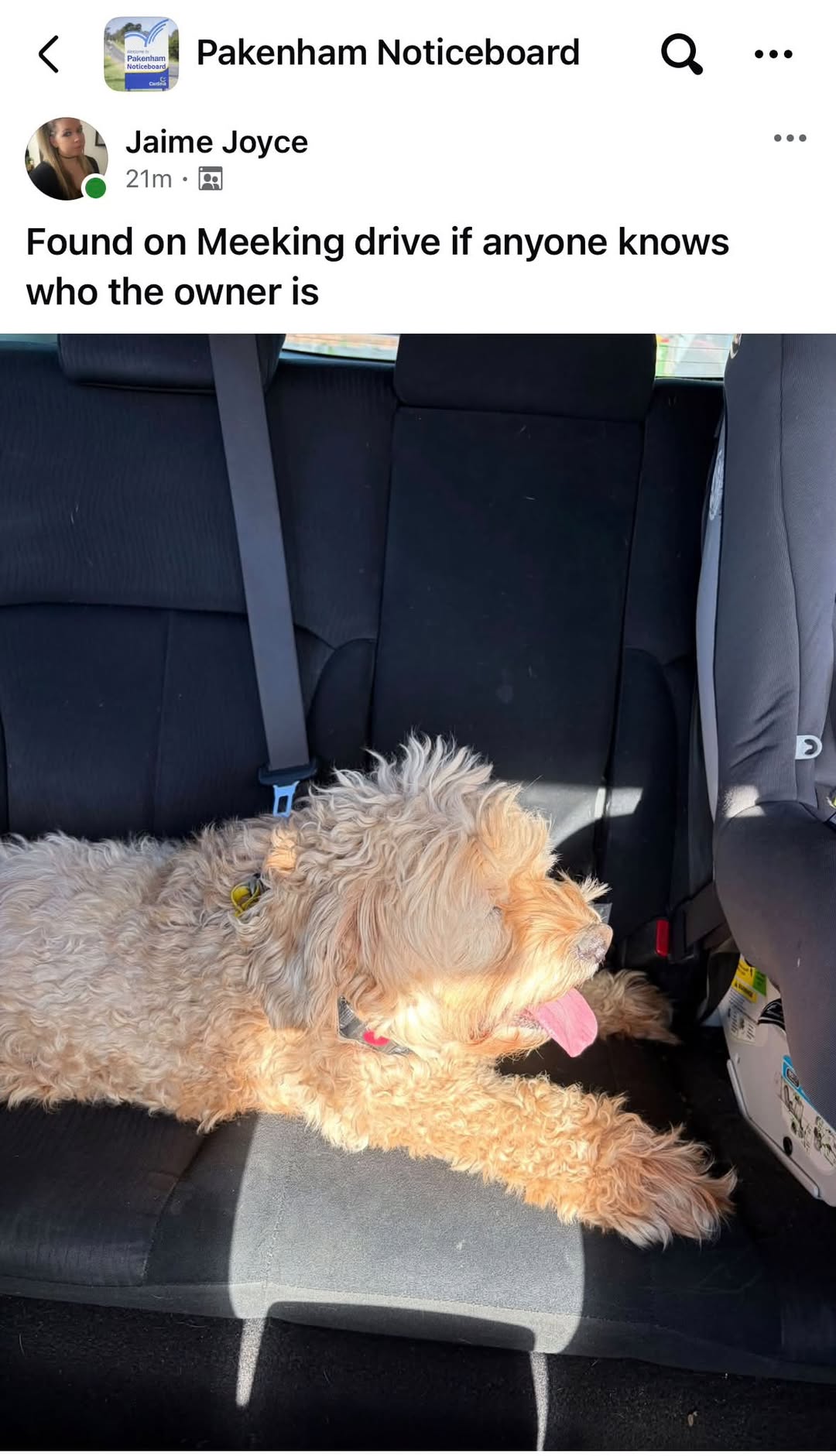 Found dog