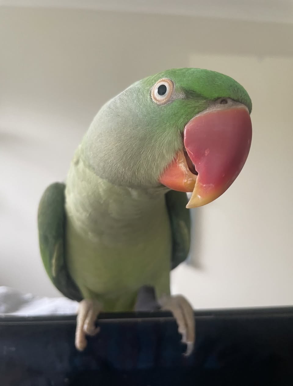 Lost Bird in Melbourne