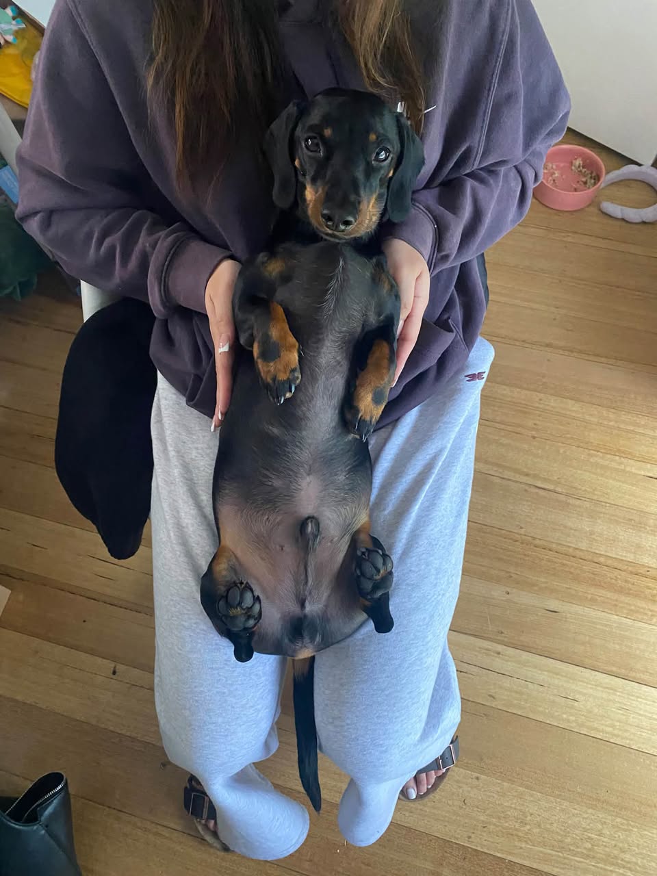 Lost dog